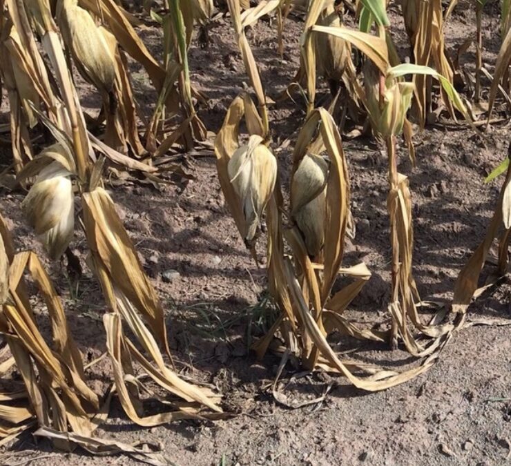 Unser Land ein „Durstiges Land“?