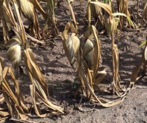 Unser Land ein „Durstiges Land“?